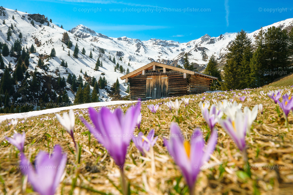 Krokusblüte Tux copyright  Thomas Pfister-3 | PHOTOGRAPHY BY THOMAS PFISTER