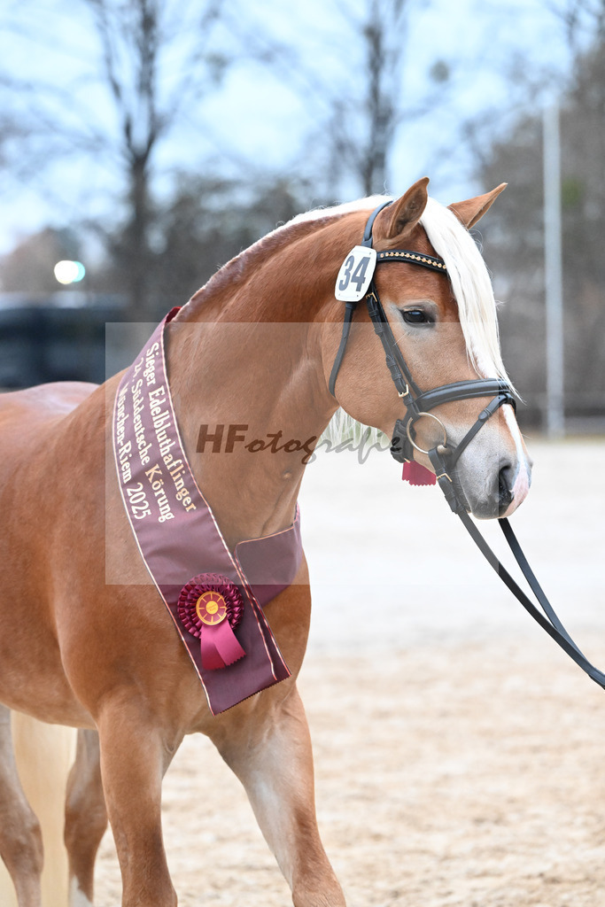 Kat-Nr. 34 nn v. Starino I_Grimminger_48251926 | hf-fotografie - Realisiert mit Pictrs.com