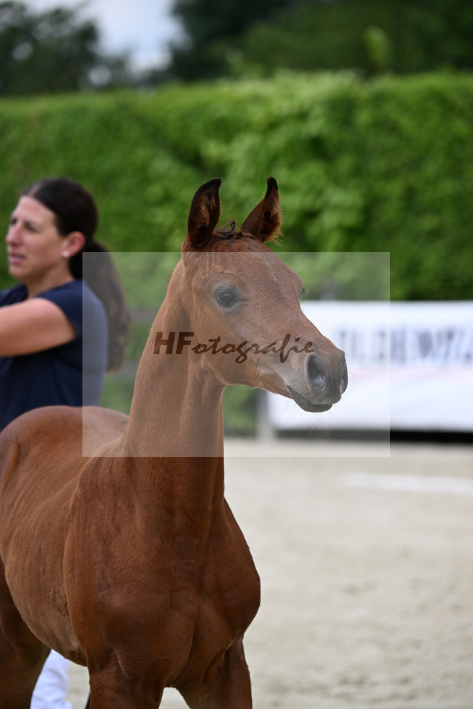 Kat-Nr. 6 Kjento x Millennium_Hopf_25240313 | hf-fotografie - Realisiert mit Pictrs.com