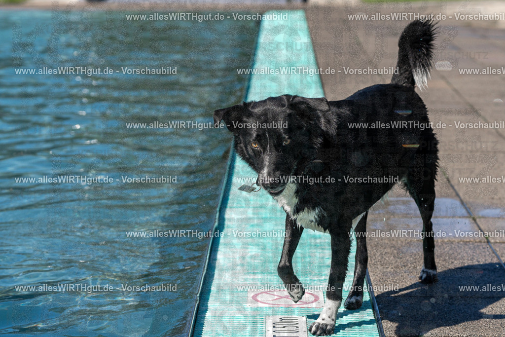 Hundeschwimmen_Volksbad_2026-allesWIRTHgut_Tierfotografie-2609061245-FAY06547 | Professionelle Tierfotografie in Mönchengladbach von Daniel Wirth (allesWIRTHgut). Liebevolle & natürliche Bilder von Hunden & Katzen für unvergessliche Erinnerungen.