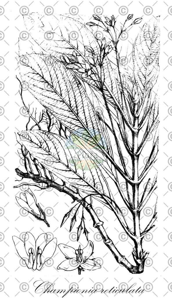 HistAbb_wfo-0000840554_1_ENZY_Simple | Historische Abbildung von Championia reticulata - Gesneriaceae | Historical Illustration of Championia reticulata - Gesneriaceae