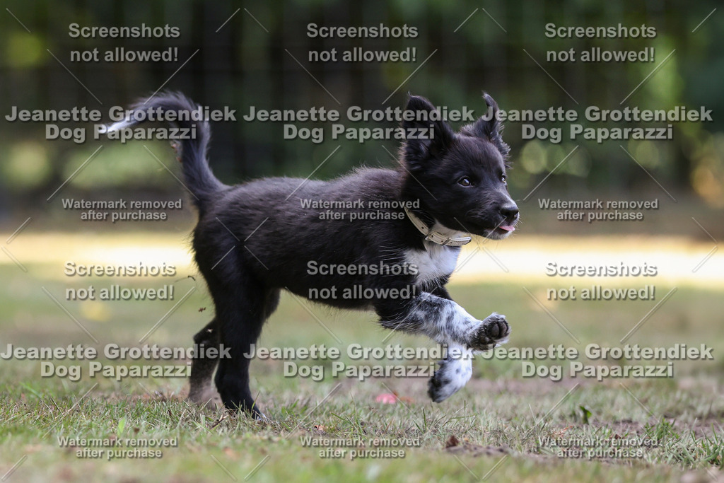 Dog Paparazzi -  Agiltiy Greffen 0826-547 Kopie | Dog Paparazzi Jeanette Grottendiek Fotografie & Videografie - Realisiert mit Pictrs.com
