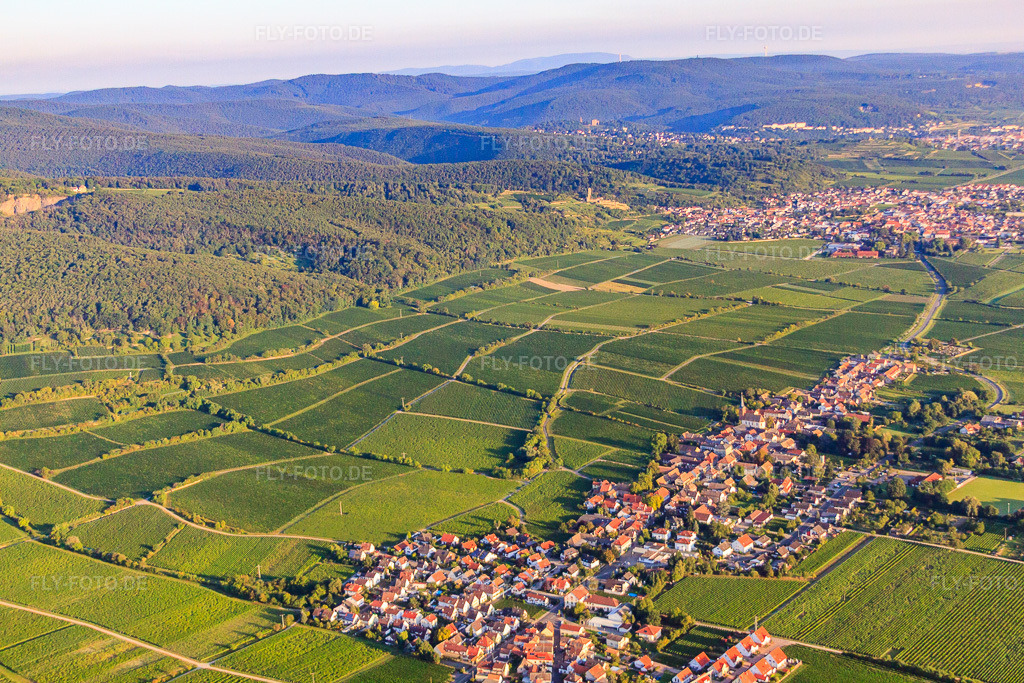 Luftbild: Weinlagen Jesuitenmantel und Forster Pechstein am Haardtrand des Pfälzerwalds im Morgenlicht in Forst an der Weinstraße im Bundesland Rheinland-Pfalz in Deutschland.Foto: IMG_44394.jpg vom 20.08.2011 durch Werner Riehm/FLY-FOTO.deAuflösung des Originals: 4752 x 3168 px