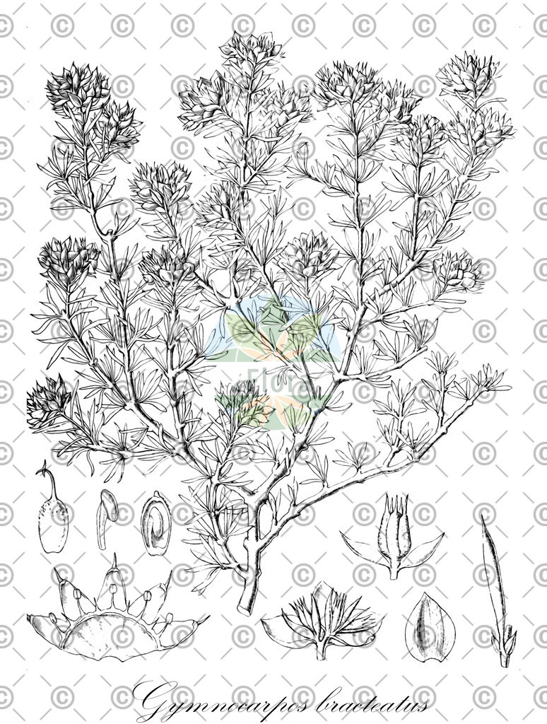 HistAbb_wfo-0001196338_1_ENZY_Simple | Historische Abbildung von Gymnocarpos bracteatus - Caryophyllaceae | Historical Illustration of Gymnocarpos bracteatus - Caryophyllaceae