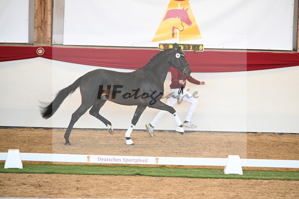 Kat.-Nr. 74 v. Quaterback_Mieleszko-Vekens_2250650 | hf-fotografie - Realisiert mit Pictrs.com