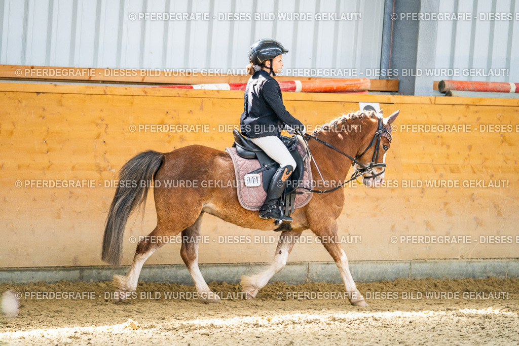 DSC02826 | Pferdegrafie