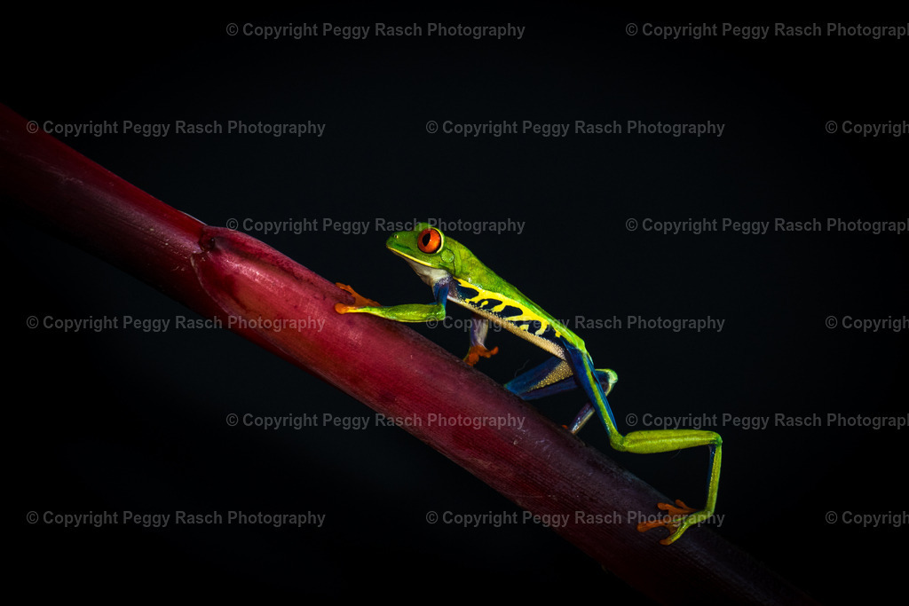 Frosch_2-1 | PeggyRaschPhotography - Realisiert mit Pictrs.com