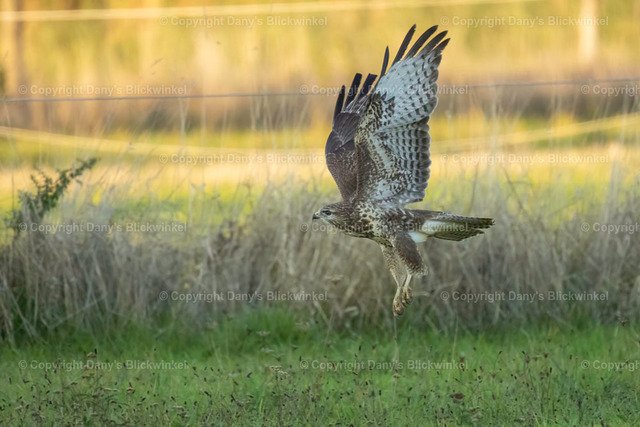 2022185 | Tierfotografie, Tierkalender, Tierbilder, Insekten, Spinnen, Vögel, Schmetterling, Libellen, Leinwand, Colorkey, Qualität, Geschenkartikel, Geschenk - Realisiert mit Pictrs.com