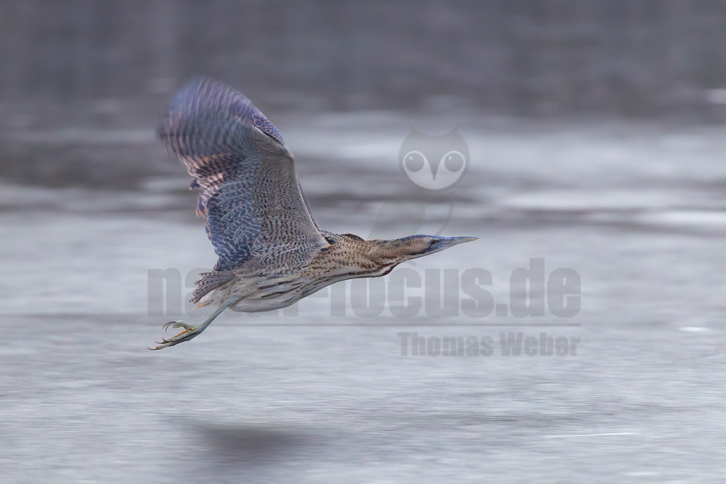 R5M28443_20260123 | Eine Rohrdommel (Botaurus stellaris) ist im Flug über einer leicht bewegten Wasseroberfläche zu sehen. Der Vogel hat ein braun-beiges, gestreiftes und gebändertes Gefieder, das ihm eine hervorragende Tarnung bietet. Seine Flügel sind weit ausgebreitet, und die Beine sind nach hinten gestreckt. Der Schnabel ist spitz und leicht bläulich-grau. Der Hintergrund ist unscharf und zeigt weitere Wasserflächen oder Uferbereiche. - Realisiert mit Pictrs.com