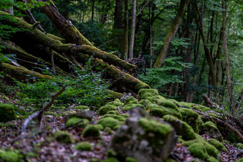 ZD250916092500-2-HDR | Fotoshop von zweidimensional Fotografie. Ihr Fotograf im Aargau. Abzüge von Ihrem Fotobox Event bestellen.Abzüge von Ihrem Hochzeit bestellen.Abzüge von Ihrem Schulfotograf bestellen.