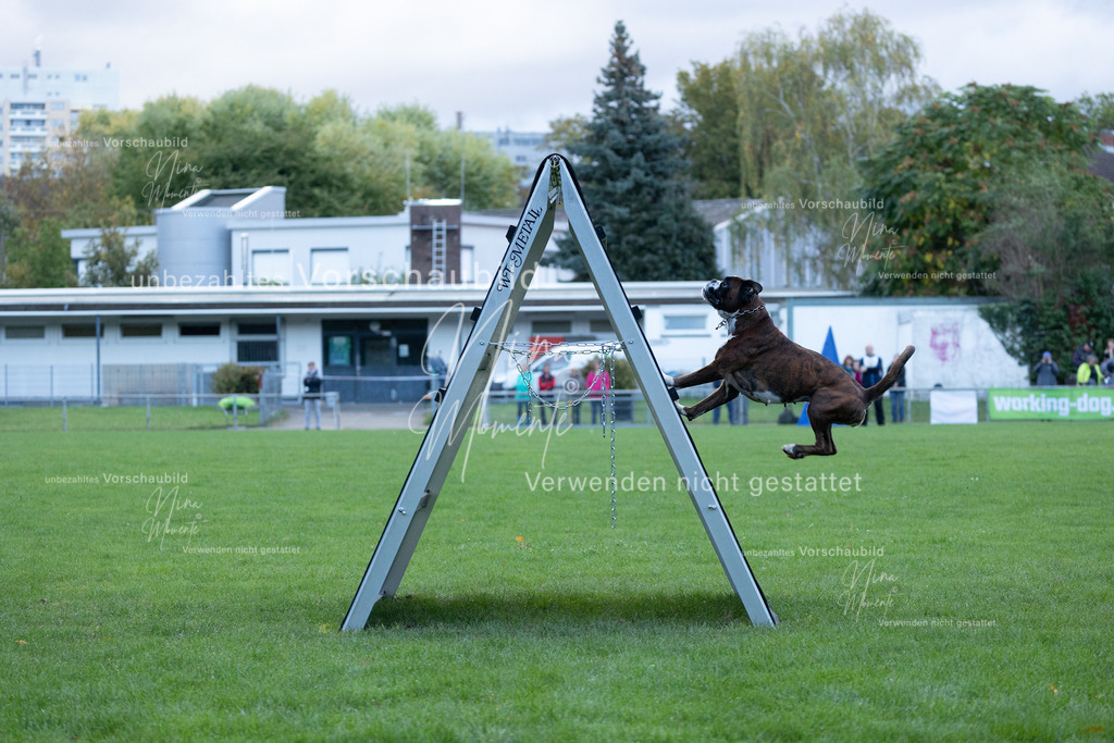 _16A4594 | Einzigartige Fotos von Hunden & Menschen –Actionfotos, Portraits, Vereinsaufnahmen & Paarshootings – authentisch, lebendig & mit Herz.