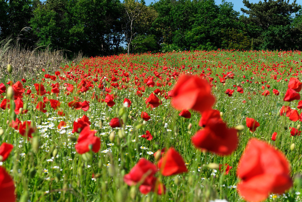 Mohnblumenfeld | Austria - May 31, 2010: Mohnblumenfeld. - Realisiert mit Pictrs.com