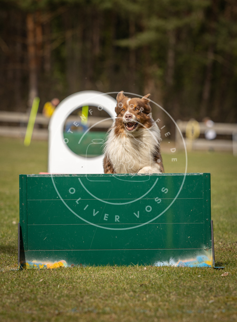 Pfotenfotografie_DV3A8733 | Hundefotografie, Tierfotograf, Pfotenfotografie, Fotoshooting Hund, Hunde Portrait, Hundesport, Hundeportraits, Heideshooting, Hunde, Sportfotograf, Hundefotograf, Turnierhundsport, THS,  - Realisiert mit Pictrs.com