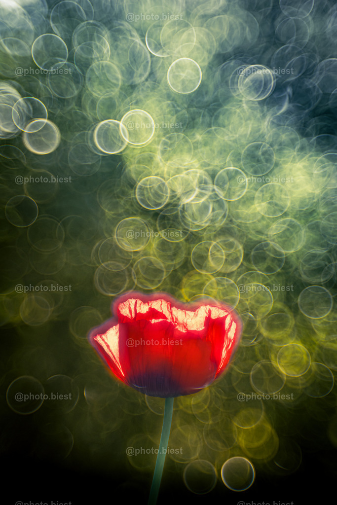 Glühender Mohn | Eine Mohnblüte im Lichtschein. - Realisiert mit Pictrs.com