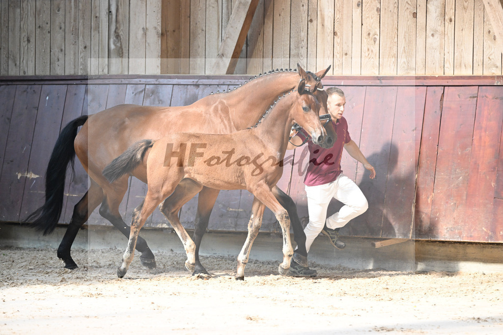 Kat-Nr. 13 Chin Grey x Christiano_SF_Schuster u Schmid-Zemann_25250115 | hf-fotografie - Realisiert mit Pictrs.com