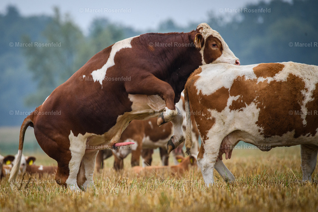 _DSC2713 | foto-rosenfeld
