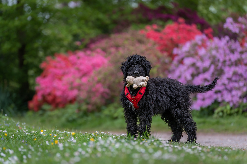 allesWIRTHgut Tierfotografie - 7IV04779 | Professionelle Tierfotografie in Mönchengladbach von Daniel Wirth (allesWIRTHgut). Liebevolle & natürliche Bilder von Hunden & Katzen für unvergessliche Erinnerungen.