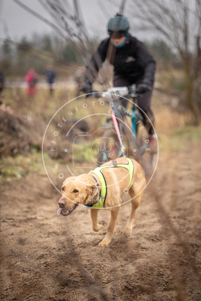 DV3A9067 | Hundefotografie, Tierfotograf, Pfotenfotografie, Fotoshooting Hund, Hunde Portrait, Hundesport, Hundeportraits, Heideshooting, Hunde, Sportfotograf, Hundefotograf, Turnierhundsport, THS,  - Realisiert mit Pictrs.com