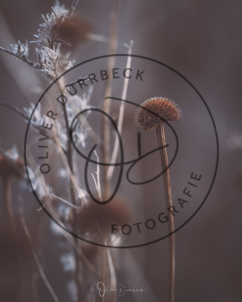 natur-pflanzen-02 | Shop für Kindergartenfotografie und andere Fotoprodukte von Oliver Dürrbeck Fotografie. - Realisiert mit Pictrs.com