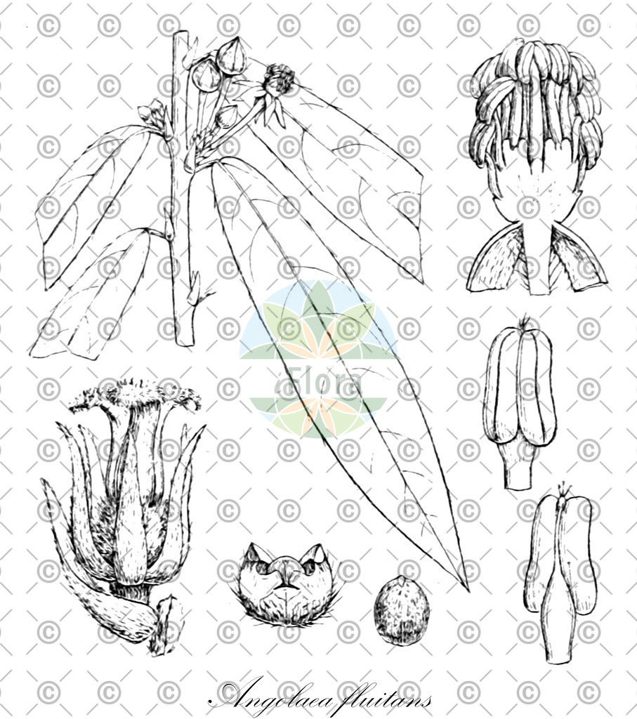 HistAbb_wfo-0000536542_225_ENZY_Simple | Historische Abbildung von Angolaea fluitans - Podostemaceae | Historical Illustration of Angolaea fluitans - Podostemaceae