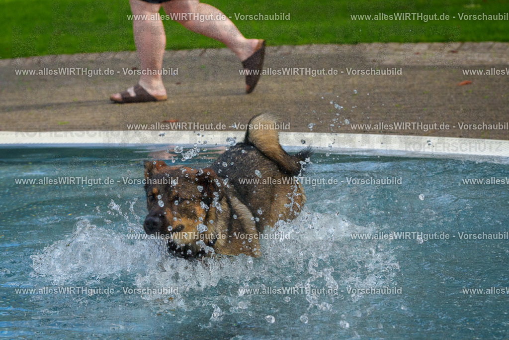 Hundeschwimmen_Grefrath_2026-allesWIRTHgut_Tierfotografie-13_24-FAY00596 | Professionelle Tierfotografie in Mönchengladbach von Daniel Wirth (allesWIRTHgut). Liebevolle & natürliche Bilder von Hunden & Katzen für unvergessliche Erinnerungen.