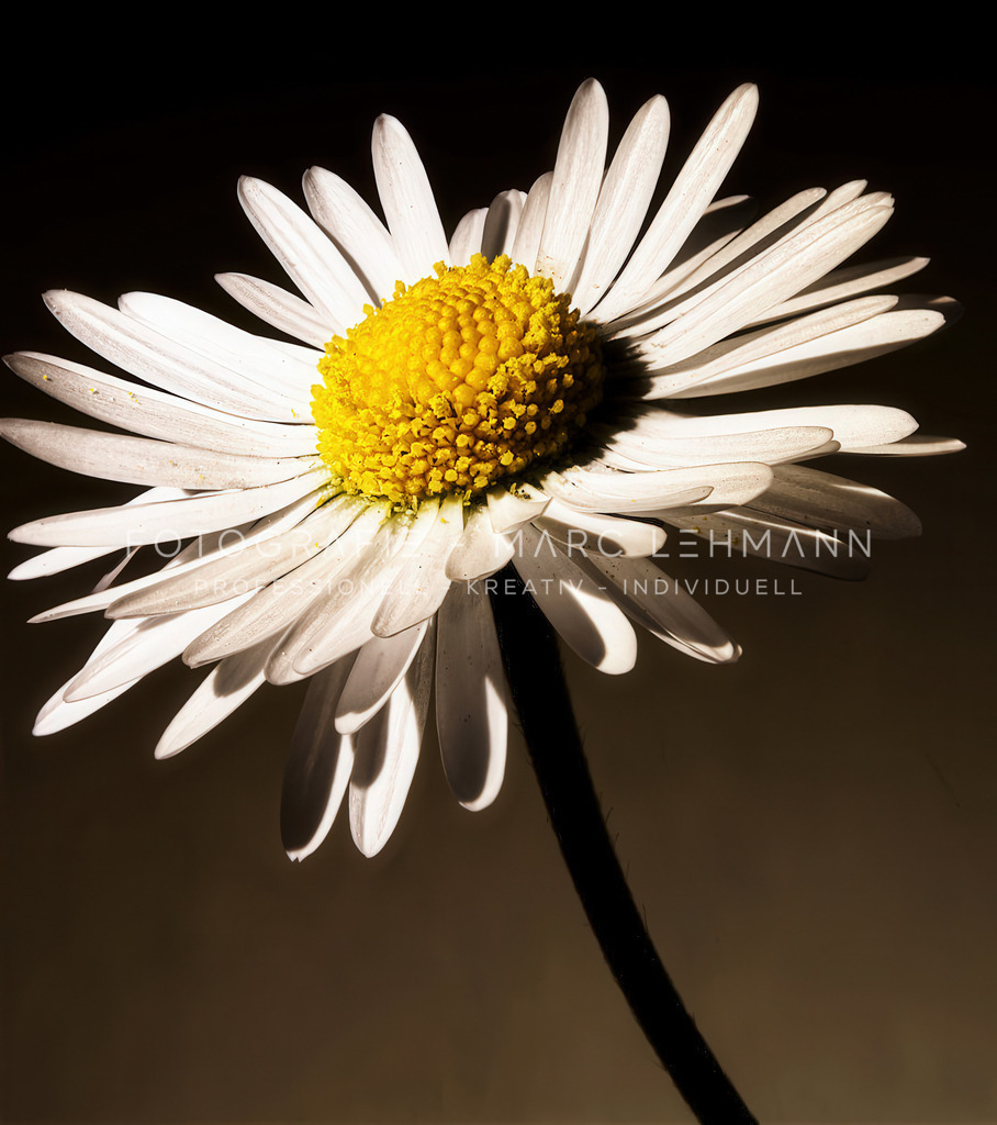 Gänseblümchen-Fotografie-Marc-Lehmann | Fotografie Marc Lehmann - Realisiert mit Pictrs.com