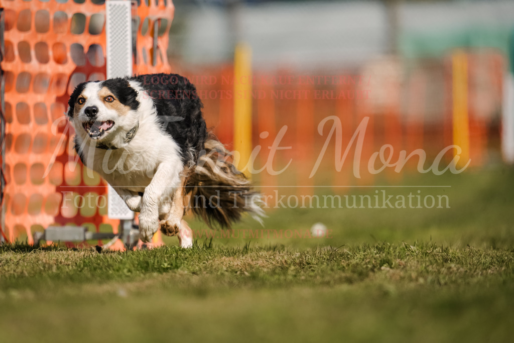 20250928_Hunderennen-427 | MuT (Mensch und Tier) mit Mona - Fotografie und Tierkommunikation - Realisiert mit Pictrs.com