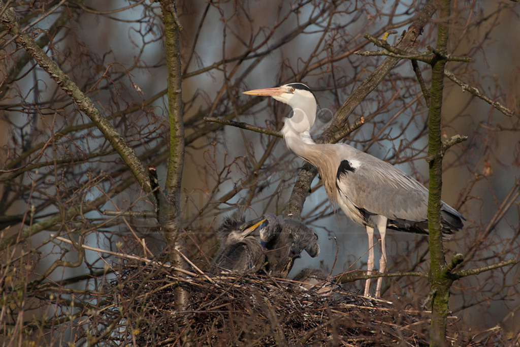 20080314_17201216144 | Der Graureiher (Ardea cinerea), auch Fischreiher genannt, ist eine Vogelart aus der Ordnung Pelecaniformes. Er ist in Eurasien und Afrika weit verbreitet und häufig. Weltweit werden vier Unterarten unterschieden. In Mitteleuropa ist er mit der Nominatform Ardea cinerea cinerea vertreten. - Realisiert mit Pictrs.com
