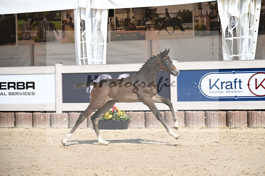 Dia Corrado x Carpalo_HF_Stierle_12250293 | hf-fotografie - Realizzato con Pictrs.com