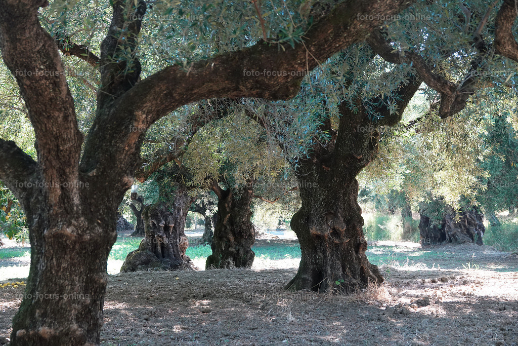 Stories of the Ancient Olive Trees | Ancient Olive Trees