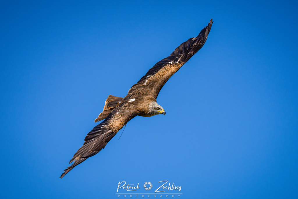 Kreuzenstein-Zöchling (4 von 46) | Mein Name ist Patrick Zöchling. Auf dieser Website siehst Du meine Projekte als Fotograf und kannst Dir Deine Fotos in Galerien ansehen und herunterladen. Über einen Webshop kannst Du Bilder ausarbeiten, auf T-Shirt drucken usw. - Realisiert mit Pictrs.com