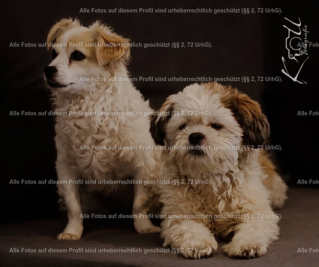 Photo_1727985472539_2 | krollfotografie - Realisiert mit Pictrs.com