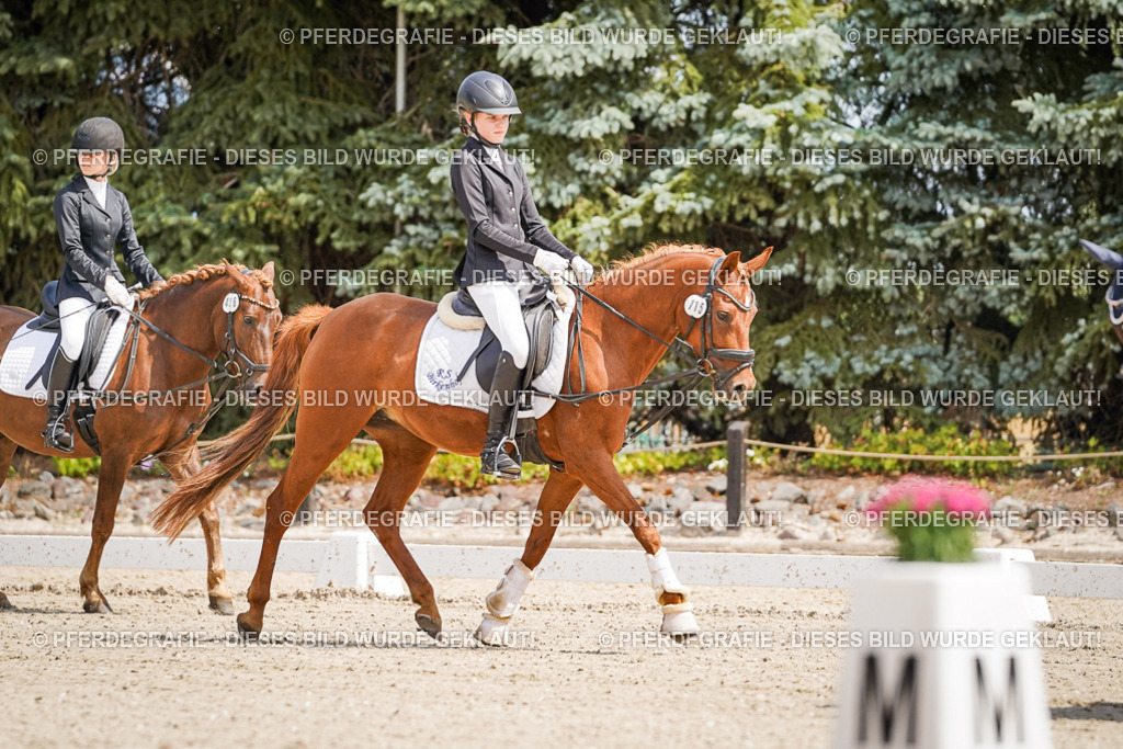 DSC02437 | Pferdegrafie