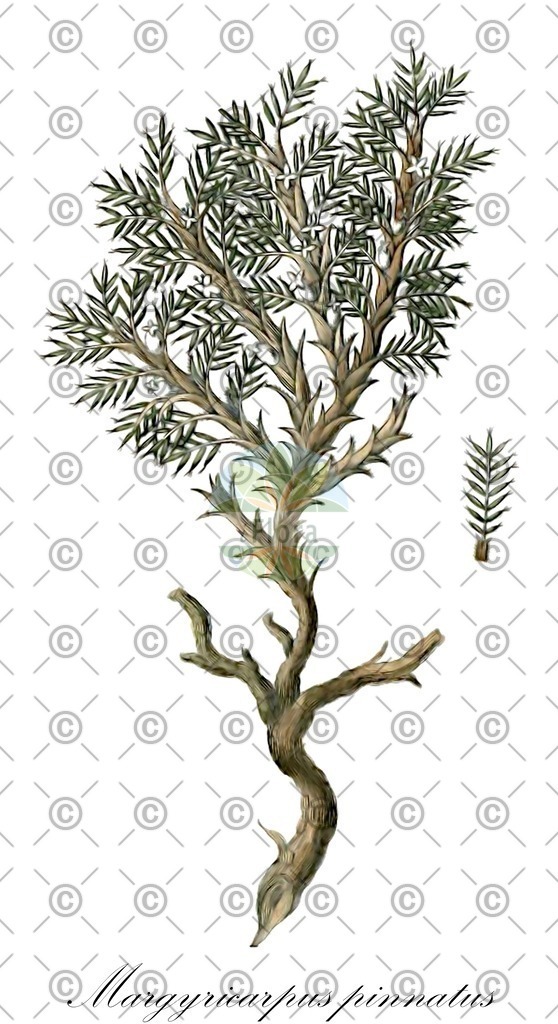 HistAbb_wfo-0000376598_1_ENZY_Simple | Historische Abbildung von Margyricarpus pinnatus - Rosaceae (Perlbeere) | Historical Illustration of Margyricarpus pinnatus - Rosaceae