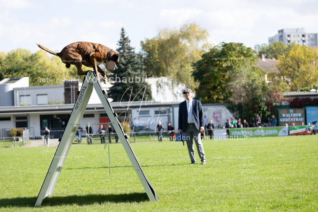 _16A5277 | Einzigartige Fotos von Hunden & Menschen –Actionfotos, Portraits, Vereinsaufnahmen & Paarshootings – authentisch, lebendig & mit Herz.