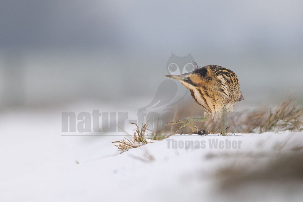 R5M24378_20260111 | Eine Rohrdommel (Botaurus stellaris) steht auf einer schneebedeckten Fläche mit einigen Grashalmen im Vordergrund. Der Vogel ist im Profil zu sehen, mit seinem charakteristischen braun-schwarz gestreiften Gefieder, das eine hervorragende Tarnung bietet. Der Hintergrund ist unscharf und hellgrau. - Realisiert mit Pictrs.com