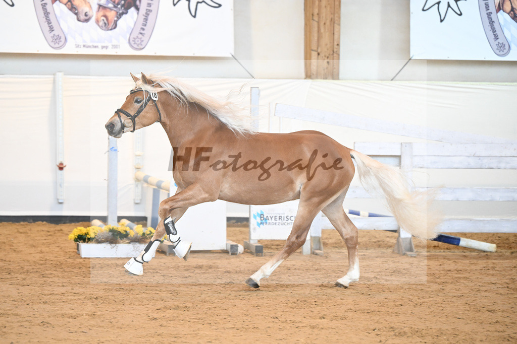 Kat-Nr. 18 v. Akitano_Mueller_2230302 | hf-fotografie - Realisiert mit Pictrs.com