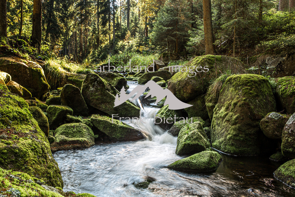 _Z5A1474 | Wasserlauf im Wald