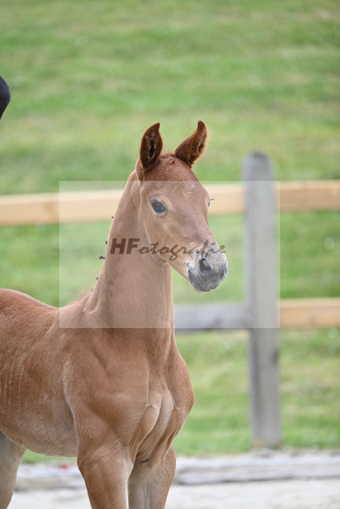 Kat-Nr. 41 HF DSP Va Bene_Lechl_17230908 | hf-fotografie - Realizzato con Pictrs.com