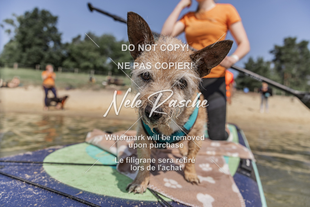 BUHU_SUP_387 | nelerasche