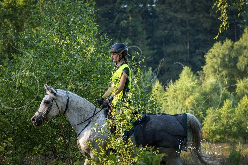 WehlenerHeide_2026-06-27_44 | Stimmungsvolle Fotografie von Pferden, fotografische Begleitung von Veranstaltungen, Golfturnieren und Distanzritten - Realisiert mit Pictrs.com