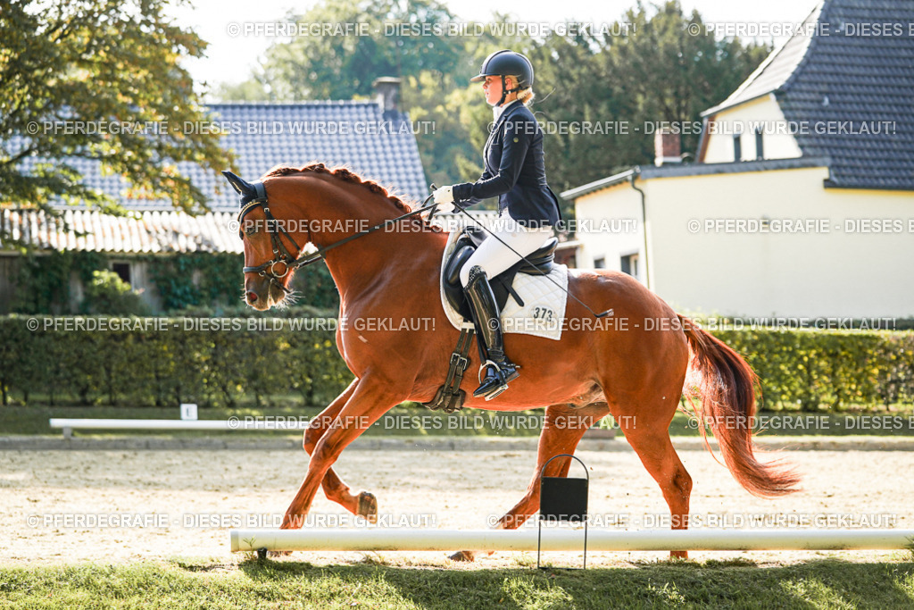 DSC07407 | Pferdegrafie