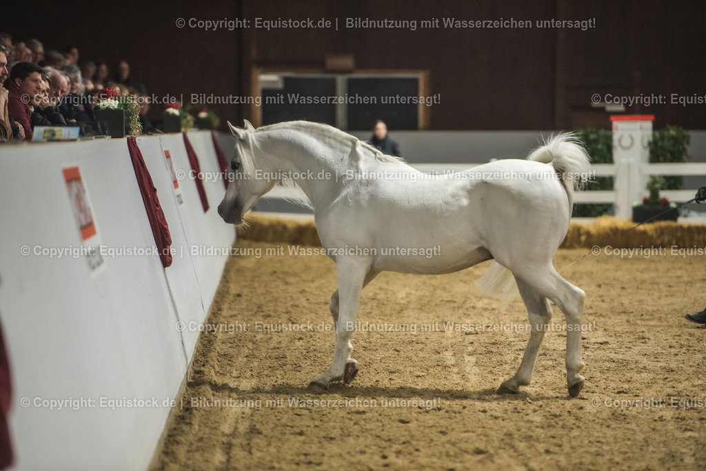 20240302_Hengstvorstellung_Marbach_TOMsPiC_1176 | equistock