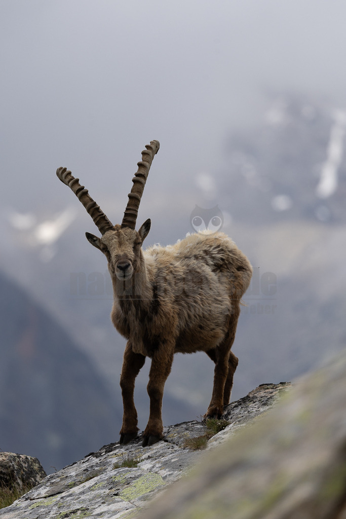 _5NF2106_20250713 | Das Bild zeigt einen majestätischen Alpensteinbock (Capra ibex) in den Bergen. Das Tier steht auf einem felsigen Untergrund und blickt direkt in die Kamera. Seine imposanten, geriffelten Hörner ragen markant in die Höhe. Das Fell des Steinbocks ist braun-grau mit helleren Partien, besonders am Rücken. Im Hintergrund sind verschwommene Berggipfel zu erkennen, die teilweise von Nebel oder Wolken verhüllt sind, was eine atmosphärische und wilde Landschaft unterstreicht. Die Szene vermittelt einen Eindruck von der Robustheit und Anpassungsfähigkeit dieser Tiere an ihre alpine Umgebung. - Realisiert mit Pictrs.com