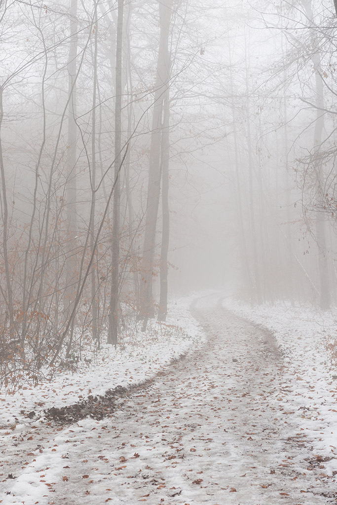 Weg durch nebligen Wald | im Winter. - Realisiert mit Pictrs.com