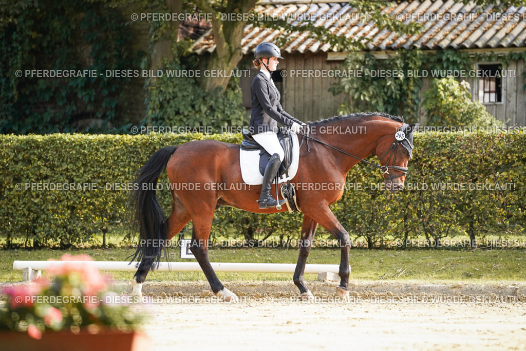 DSC05713 | Pferdegrafie