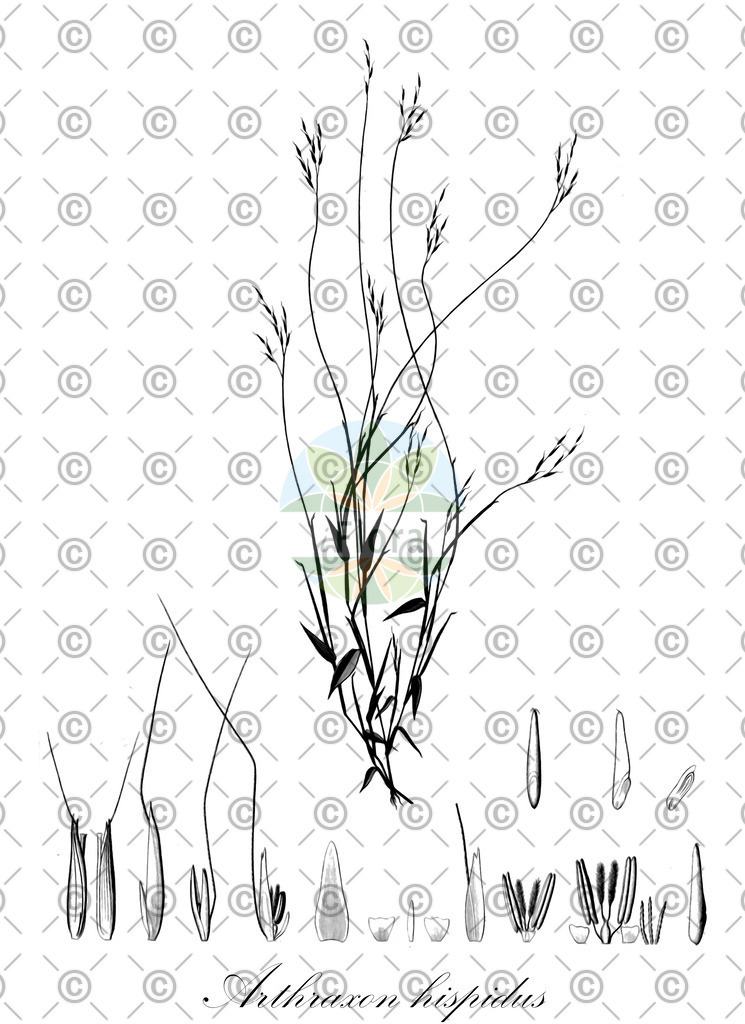 HistAbb_wfo-0000550252_1_ENZY_Simple | Historische Abbildung von Arthraxon hispidus - Poaceae | Historical Illustration of Arthraxon hispidus - Poaceae (jointhead)