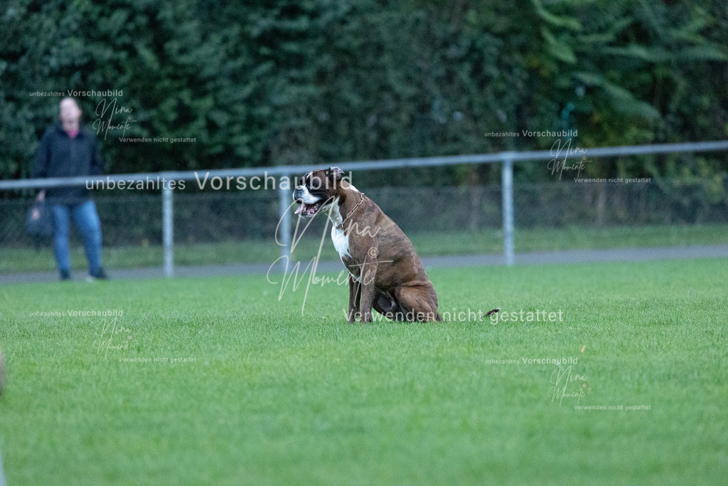 _16A4408 | Einzigartige Fotos von Hunden & Menschen –Actionfotos, Portraits, Vereinsaufnahmen & Paarshootings – authentisch, lebendig & mit Herz.
