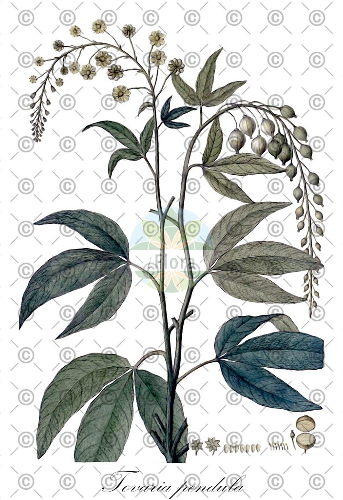 HistAbb_wfo-0000040905_1_ENZY_Simple | Historische Abbildung von Tovaria pendula - Tovariaceae | Historical Illustration of Tovaria pendula - Tovariaceae