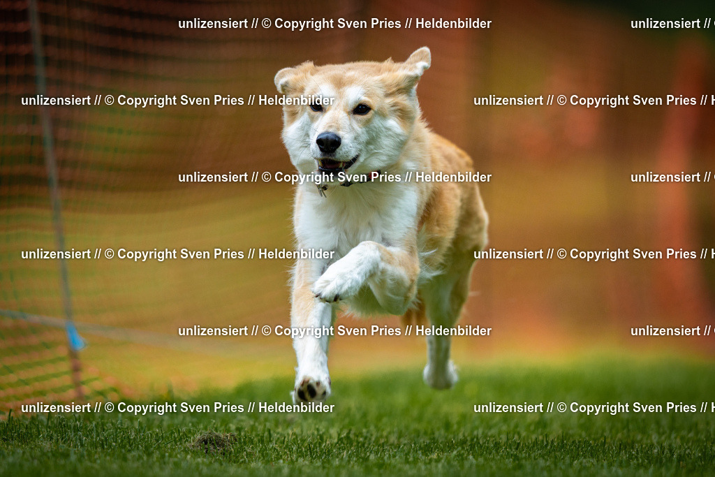 Sven Pries | 2025-09-21 - Hunderennen Baden-Oos - Realisiert mit Pictrs.com